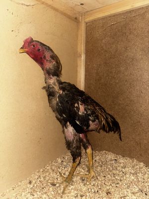 Дакан Карея сотилад срочно