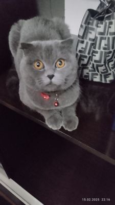 Таййор бизнес сотилади