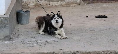 Ayol Husky kuchuk sotiladi