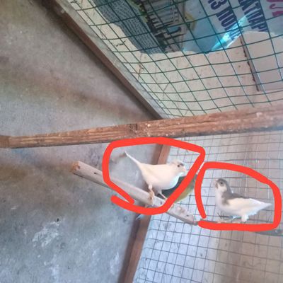 Kanarekalar sotiladi kmga qzq bosa