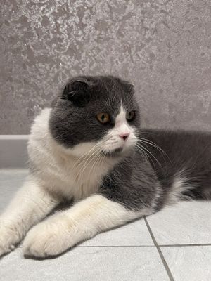 Вязка кота — шотландский вислоухий биколор (Scottish Fold)