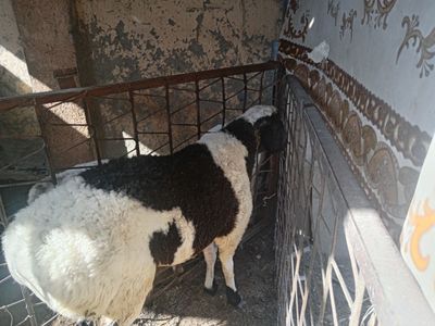 Judayam chiroyli quy yeb ichi zur srochniy pul kerak bulayapti wunga