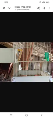 Продается попугайчик