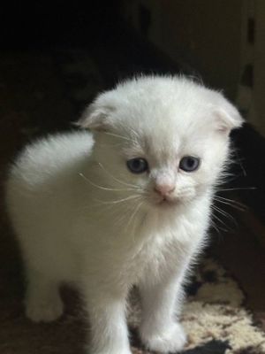 Котята Срочно