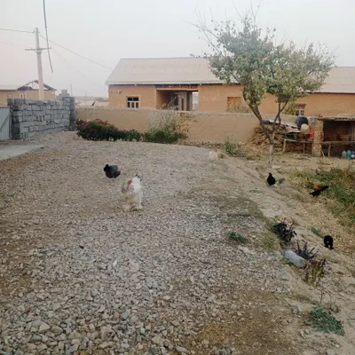 товуқ ұрдак сотилади жиззахда