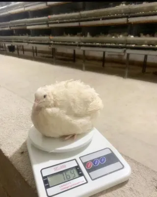 Бедана техас гиган привазной расия зотидан инкубацыон тухум ва жо