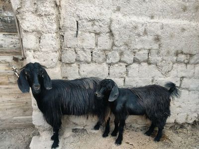 Hayvonlar