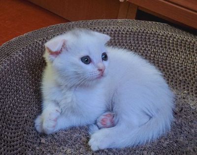 Котята породистые.