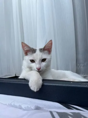 Mushuk sotiladi american hairshort