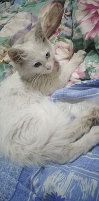 Котята в добрые, ответственные руки