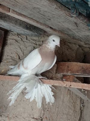 Продаётся молодой голубь