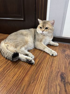 Шикарный кот золотой британец в любимцы