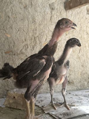 Dakang jujalari