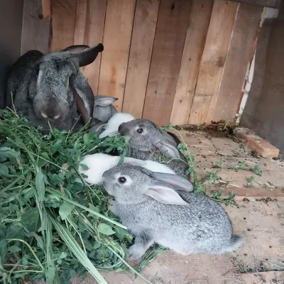 Quyon bollari bir oylik