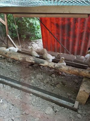 Продаются домашними циплята
