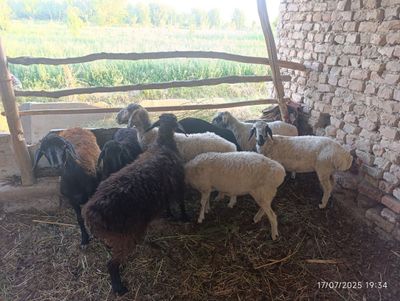 Qōyla sotiladi hammasi moda