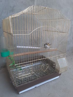 Kokil Sotiladi yosh