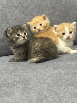 Продаётся котёнок скотш страйт парода