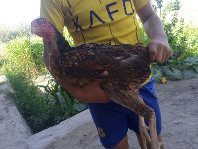 Tovuq sotiladi pista tumshuq zoti kares