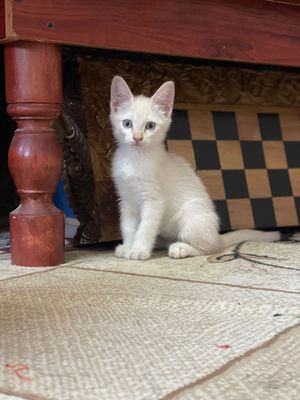 Продается котик Сиямский