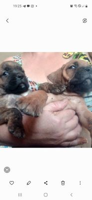 Продаются собачки боксер
