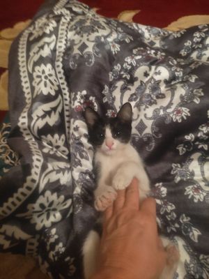 Отдам бесплатно котенка в хорошие руки