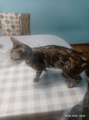 Кошка Бенгальский