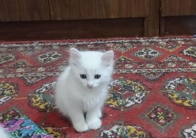 Domawniy muwuk bollari