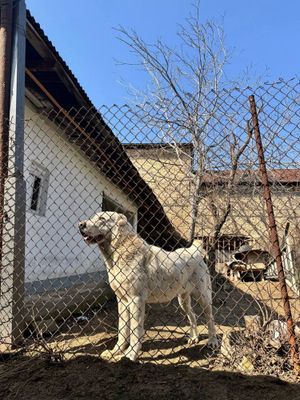 Продается собака породы алабай, привитая с паспортом