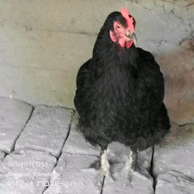 кора Шахзода макиени сотилади