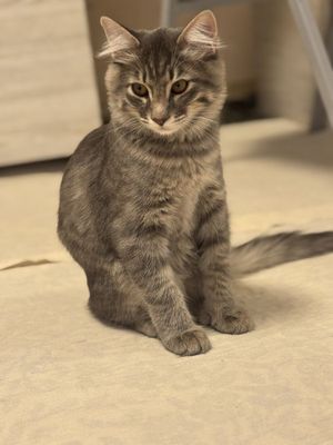 домашний кошка Барсик на хороший руки