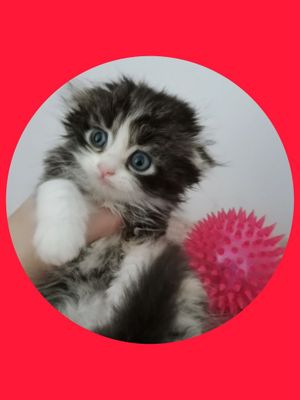 Шотланские котята фолды девочки и мальчики