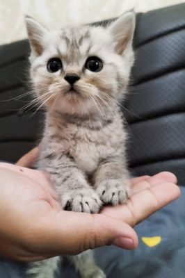 Очаровательный месячный котик ищет любящую семью