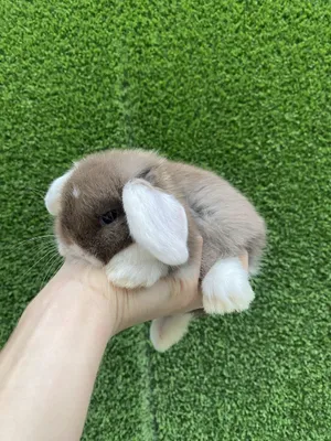 карликовые декоративные кролики