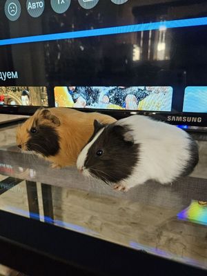 2 морские свинки