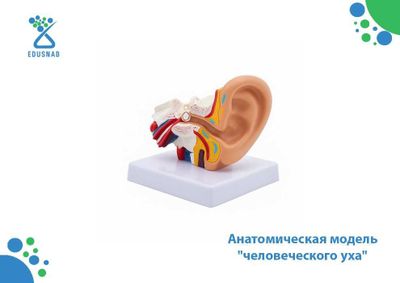 Анатомическая модель "человеческого уха"