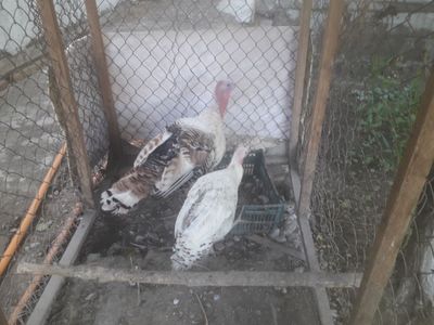 Куркалар сотилади