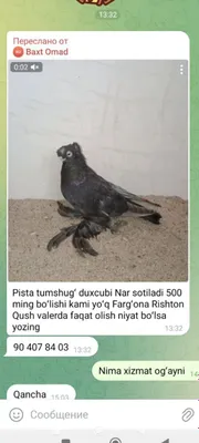 Duxcubi Nar pista tumshugʻ zoʻrini boqaman deganlar uchun