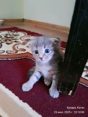 мушукча котёнок сотилади