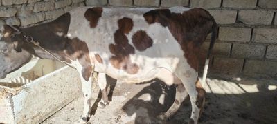 Она, бола, сигир, сотилади, 8летр,,сути,бор,