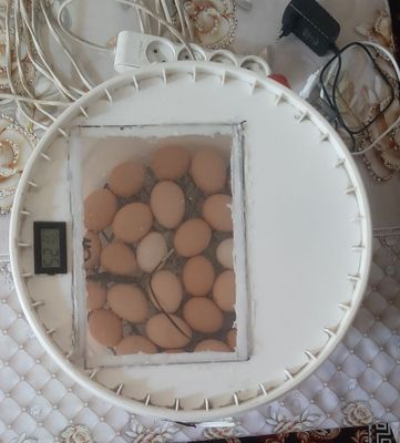 Inkubator 30talik tovuq va 60talik bedana tuxumlari uchun