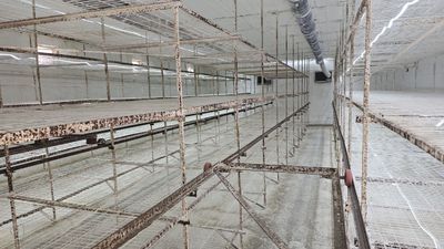 Грибница на разбор