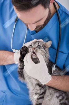 Veterinar hizmati