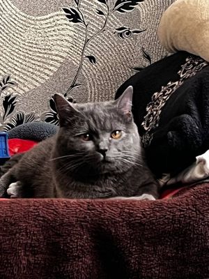 Вязка британского кота