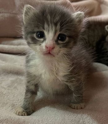 Котята , 1 месяц