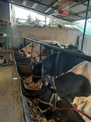 1 ta buqa 4 ta gunajin