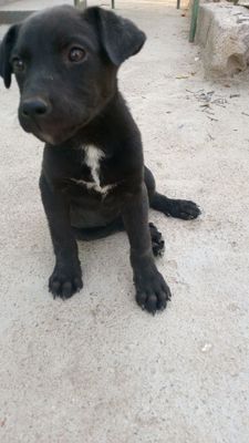Labrador Retriever