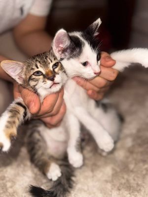 Продаются котята