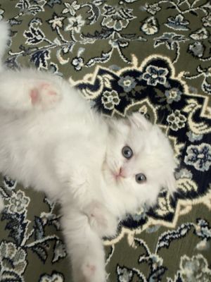 Британский 1,5 месяц