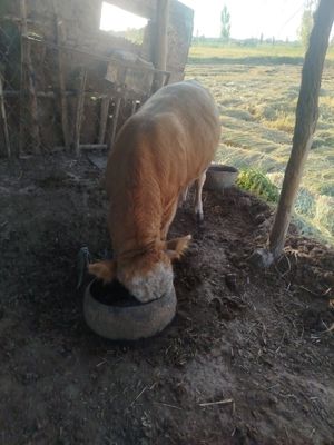 2 xo'kiz sotiladi kasali yoq xamma narsalari urigan